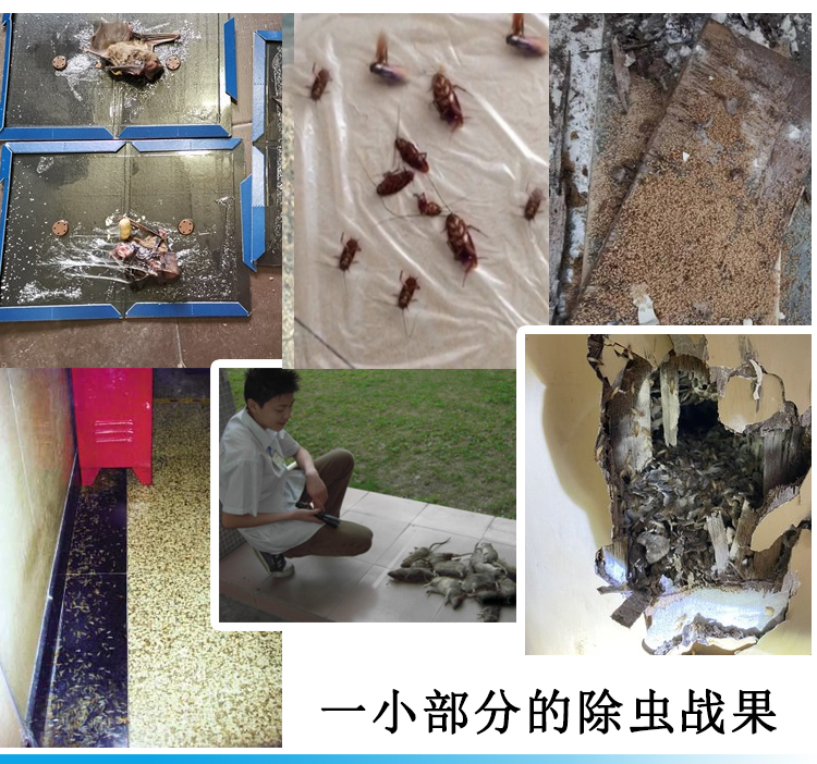 四害防治，科學(xué)滅鼠