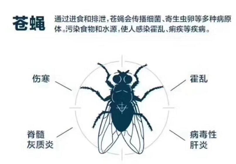 滅蒼蠅
