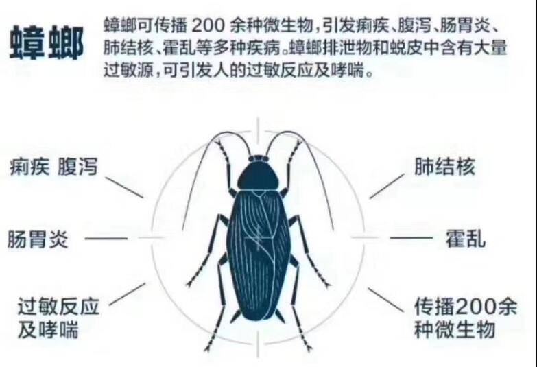 蟑螂防治